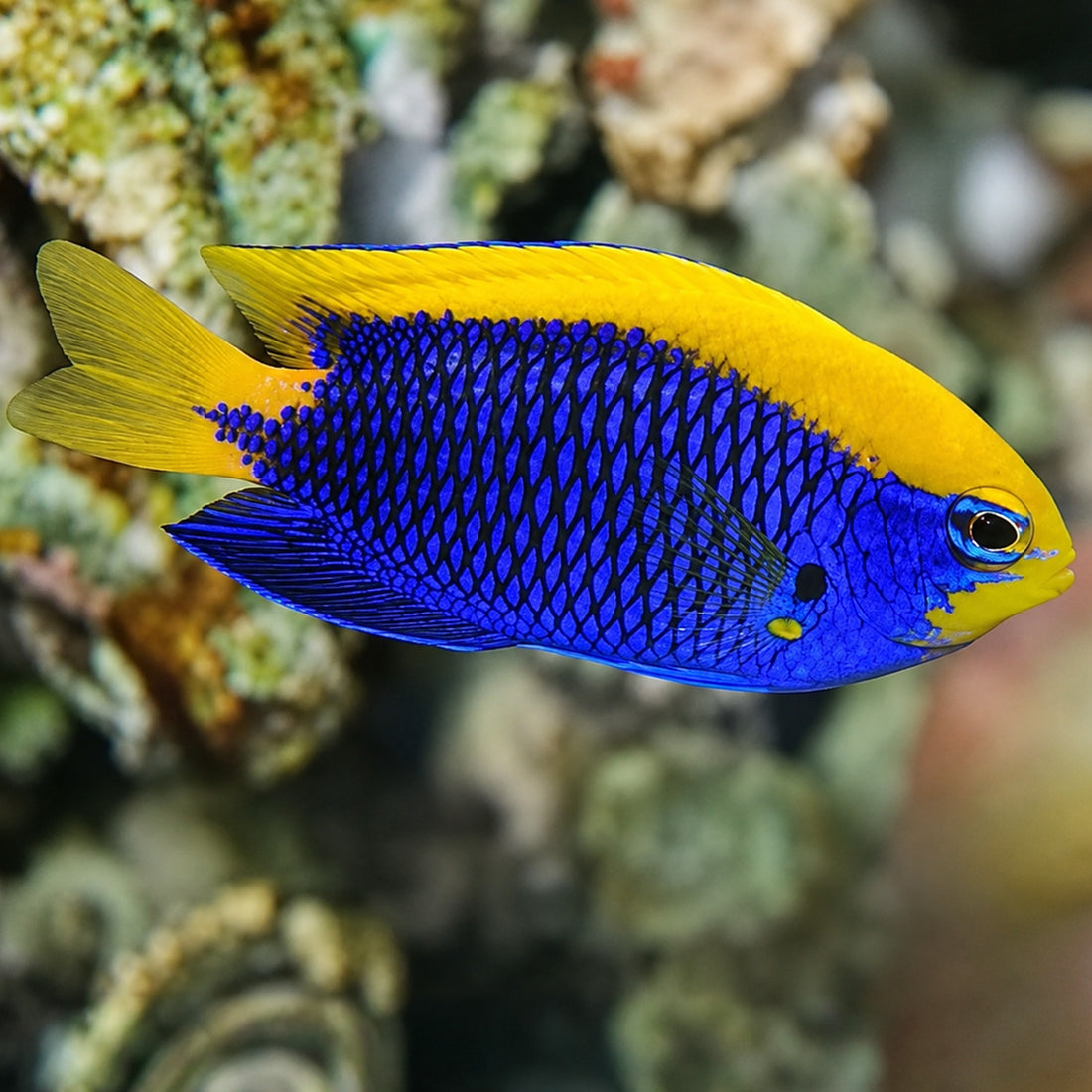 Starcki Damselfish - Corals Anonymous