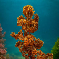 Venus Trap Macroalgae (Rare) - Corals Anonymous