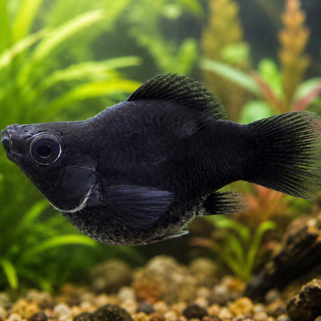 Saltwater Black Balloon Belly Molly (Great Algae Eaters) - Corals Anonymous