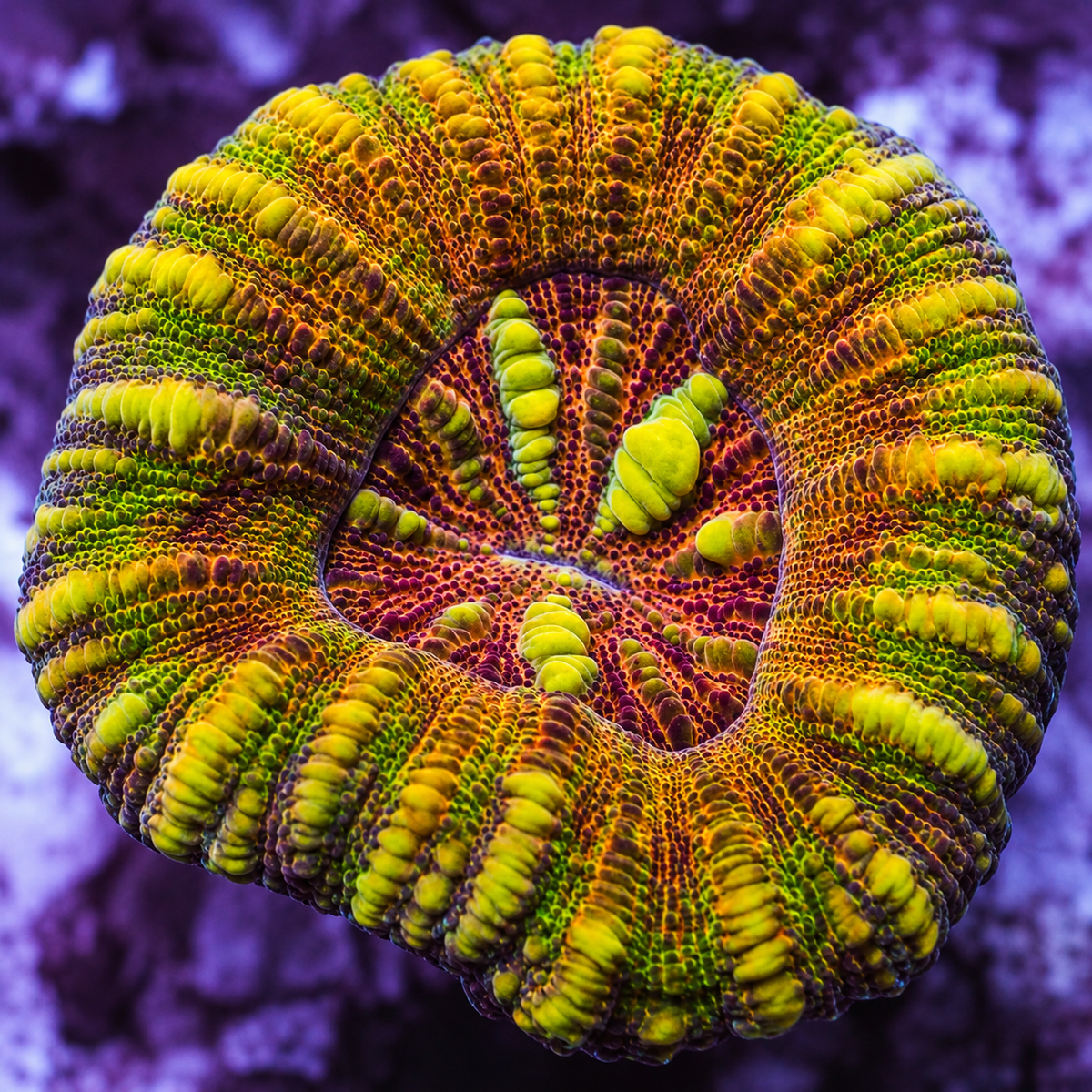 WYSIWYG Aussie Master Rainbow Button Scoly (0.5-1”) - Corals Anonymous