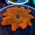 WYSIWYG Orange Sunkist Rainbow Haddoni Carpet Anemone (10-13")