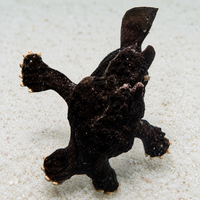Black Angler (3-4")
