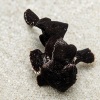 Black Angler (3-4")
