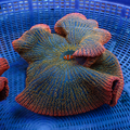 WYSIWYG Sunkist Rainbow Haddoni Carpet Anemone (10-13")