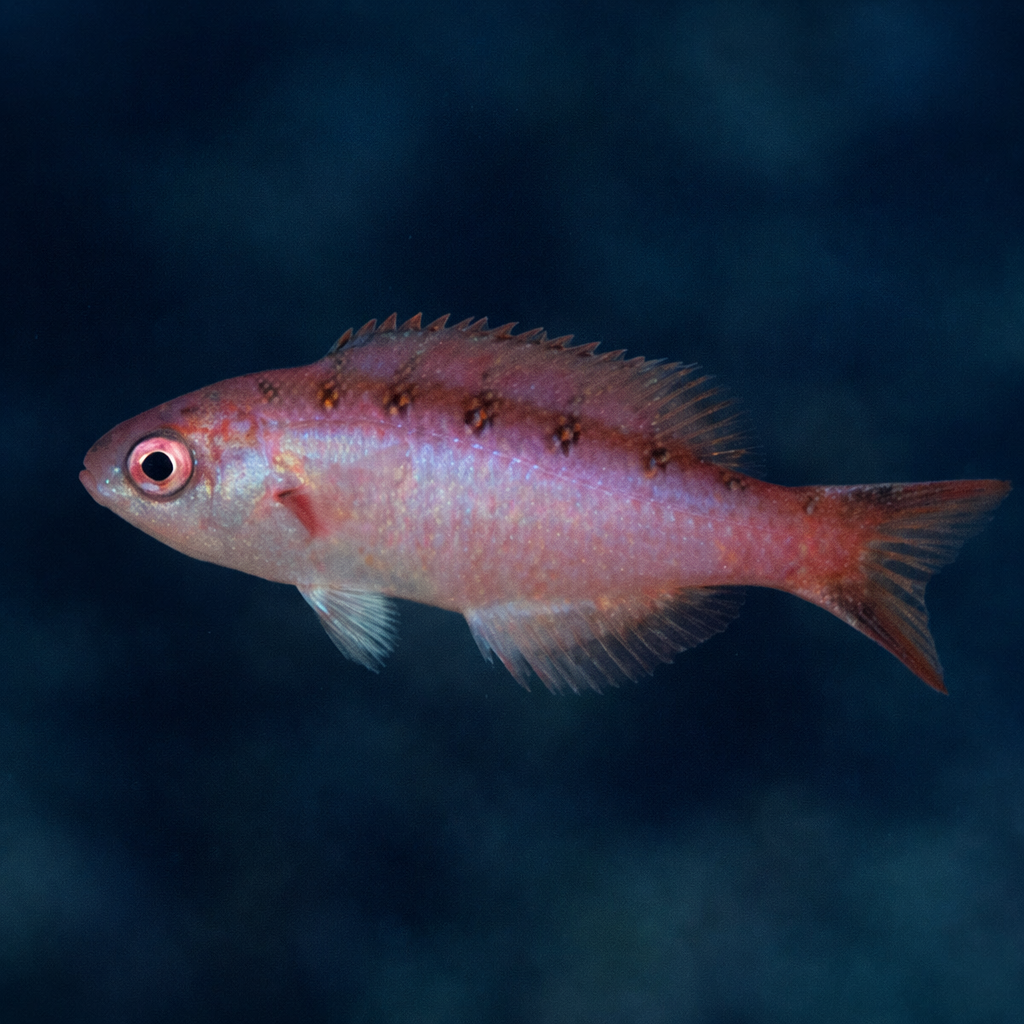 Creole Wrasse - Corals Anonymous