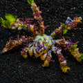Spider Decorator Crab - Corals Anonymous