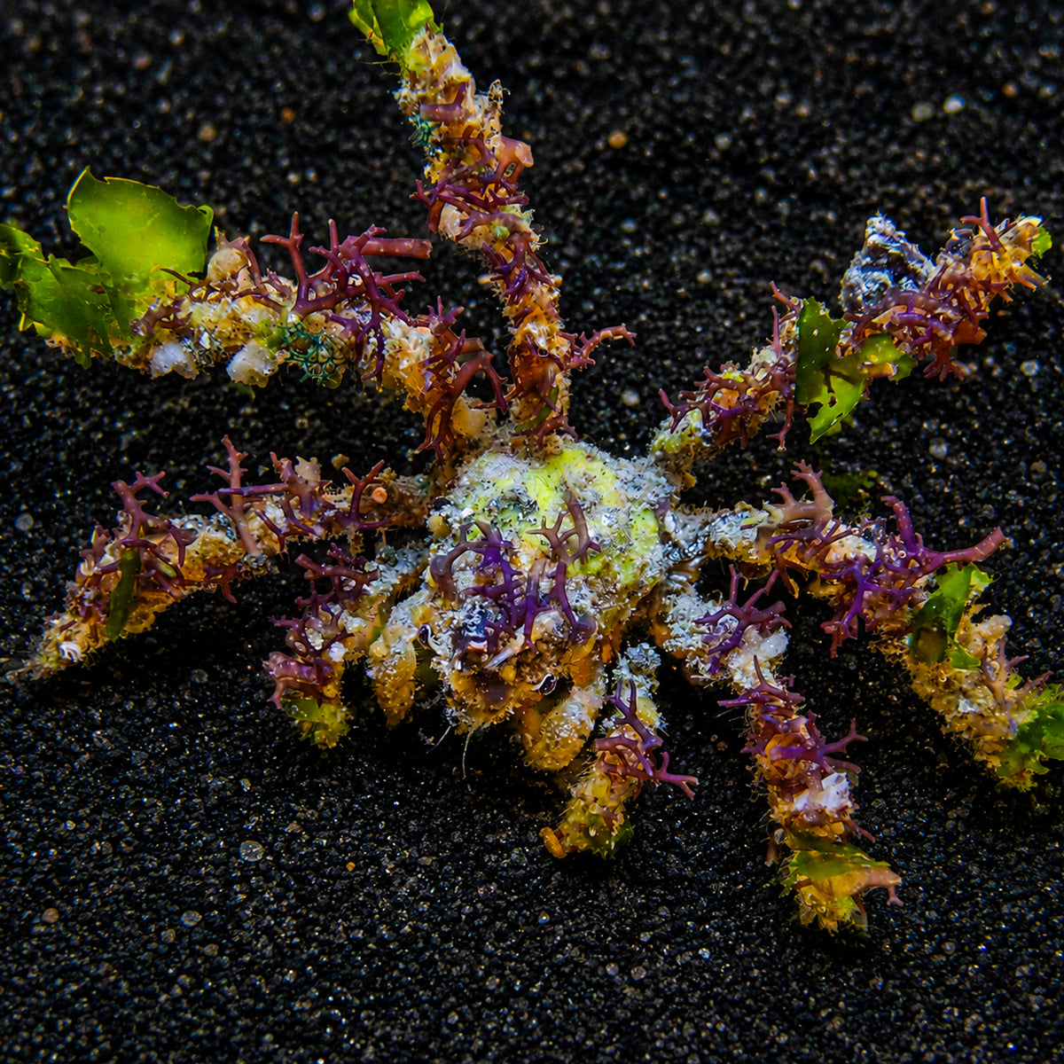 Spider Decorator Crab - Corals Anonymous