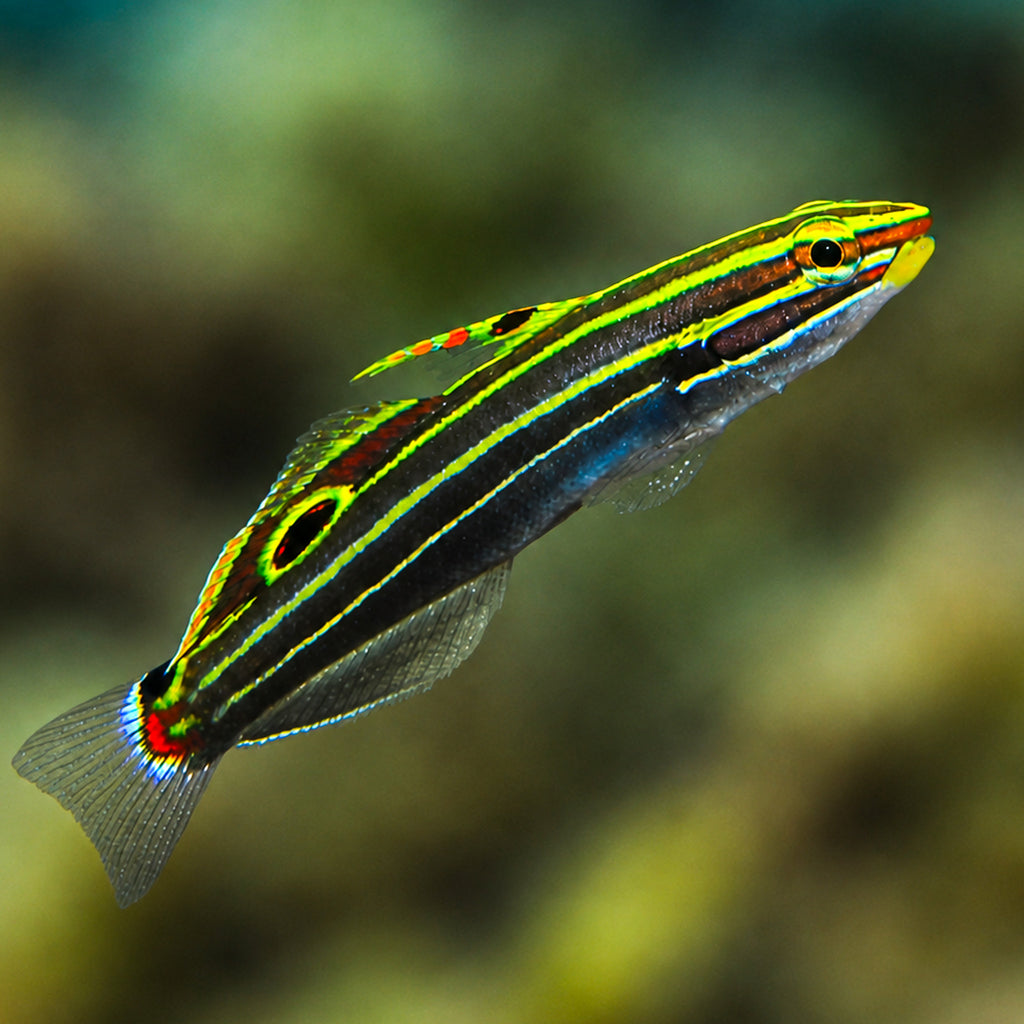 Hector's goby - Corals Anonymous
