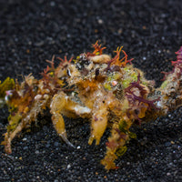 Spider Decorator Crab - Corals Anonymous
