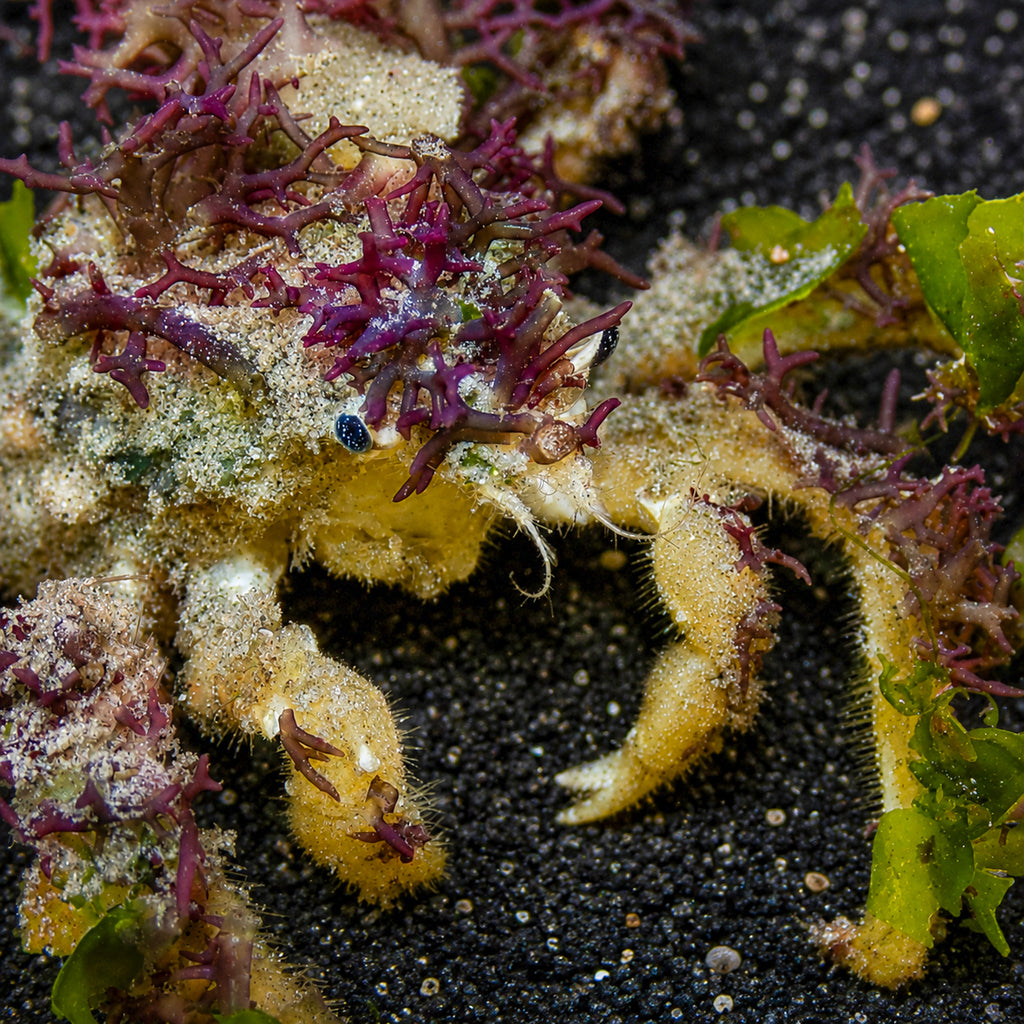 Spider Decorator Crab - Corals Anonymous