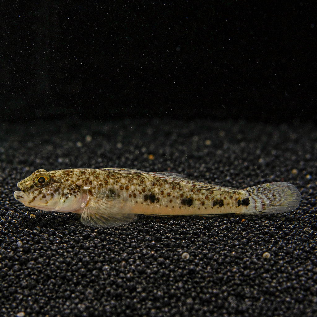 Galaxy Sand Goby - Corals Anonymous