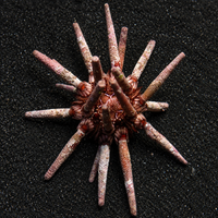 Pencil Sea Urchin (Algae Eater) - Corals Anonymous
