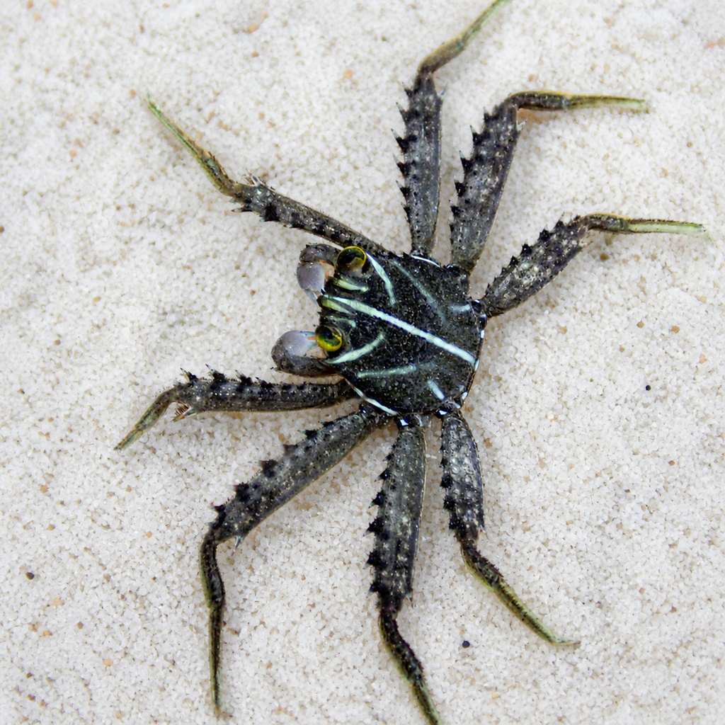 Sallylightfoot Crab - Corals Anonymous