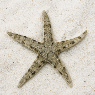 Sand Sifting Starfish - Corals Anonymous