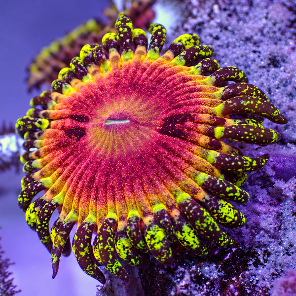 Pink Diamond Zoa | Corals Anonymous