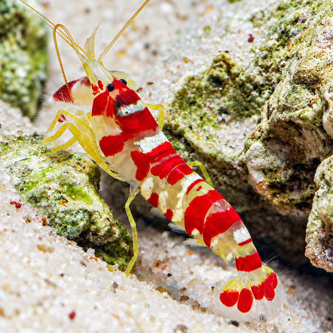 Randall's Pistol Shrimp - Corals Anonymous