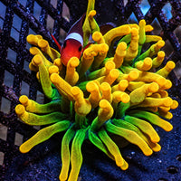 Chicago Sunburst Anemone (Gold Phase)
