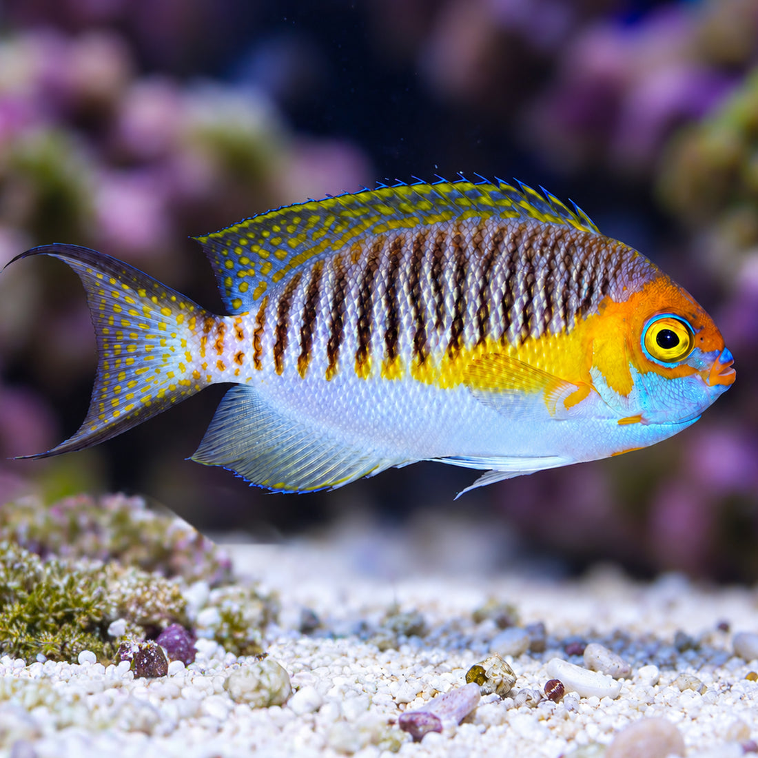 Japanese Swallowtail Angelfish (Male, 4-5") (Reef Safe) - Corals Anonymous