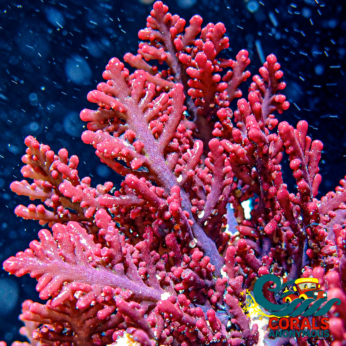 Strawberry Fern Red Macroalgae - Corals Anonymous