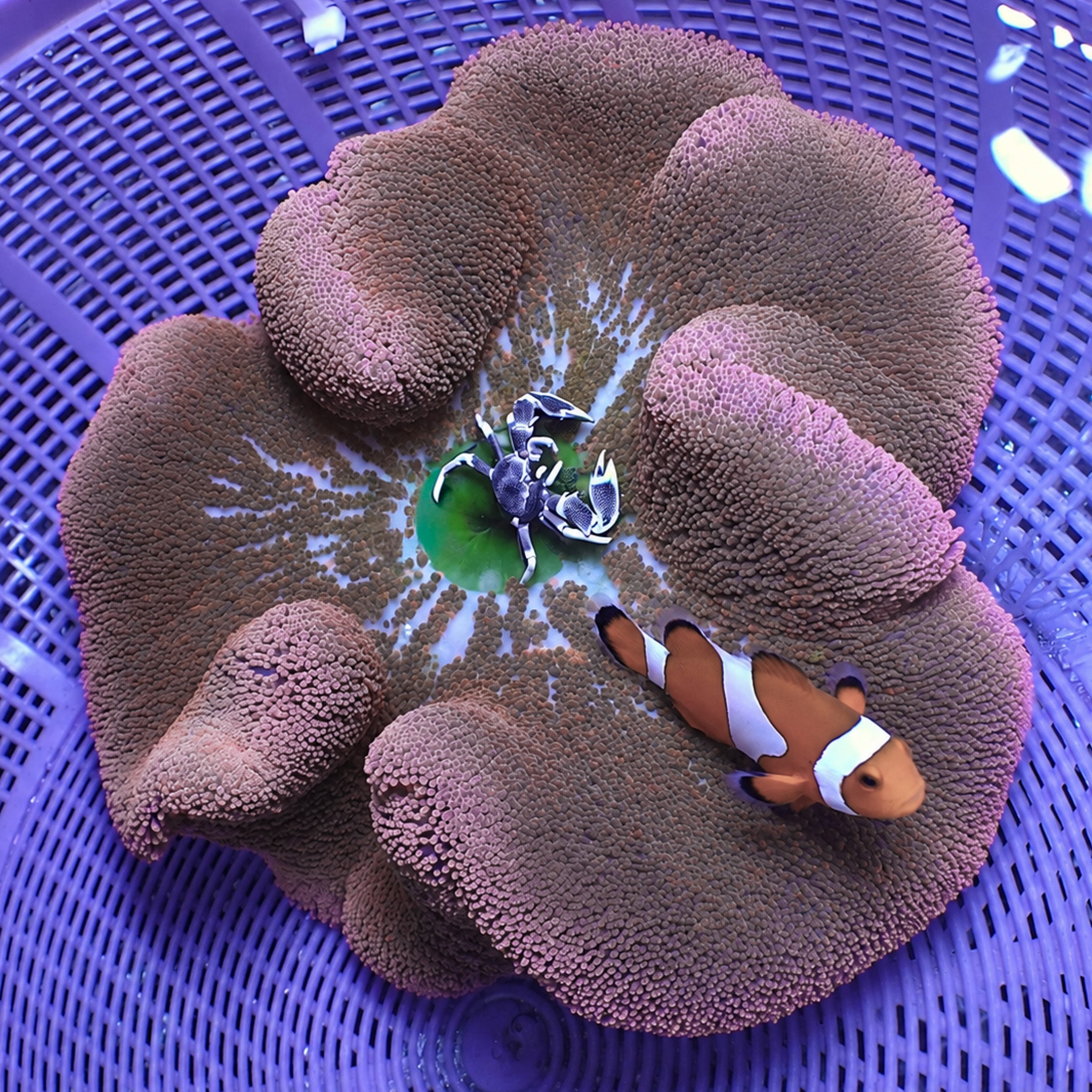 WYSIWYG Pink Haddoni Carpet Anemone (9-12