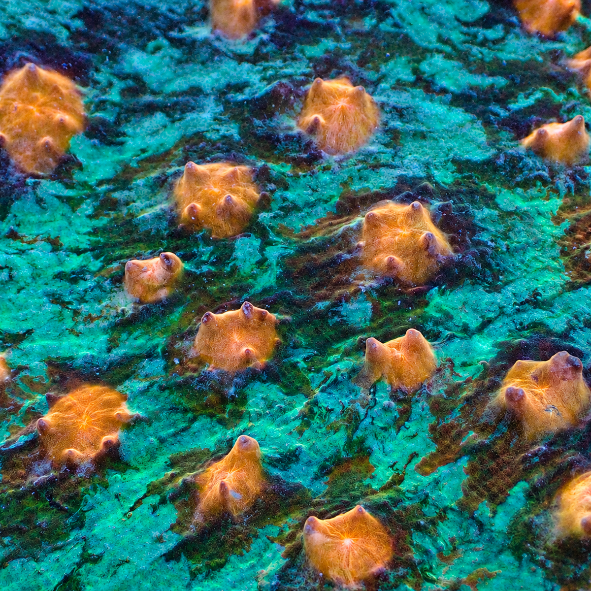 Teal Sunspot Chalice (1" Frag) - Corals Anonymous