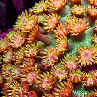 Tropicana Glitter Goniopora  (0.5-1", Rare)

