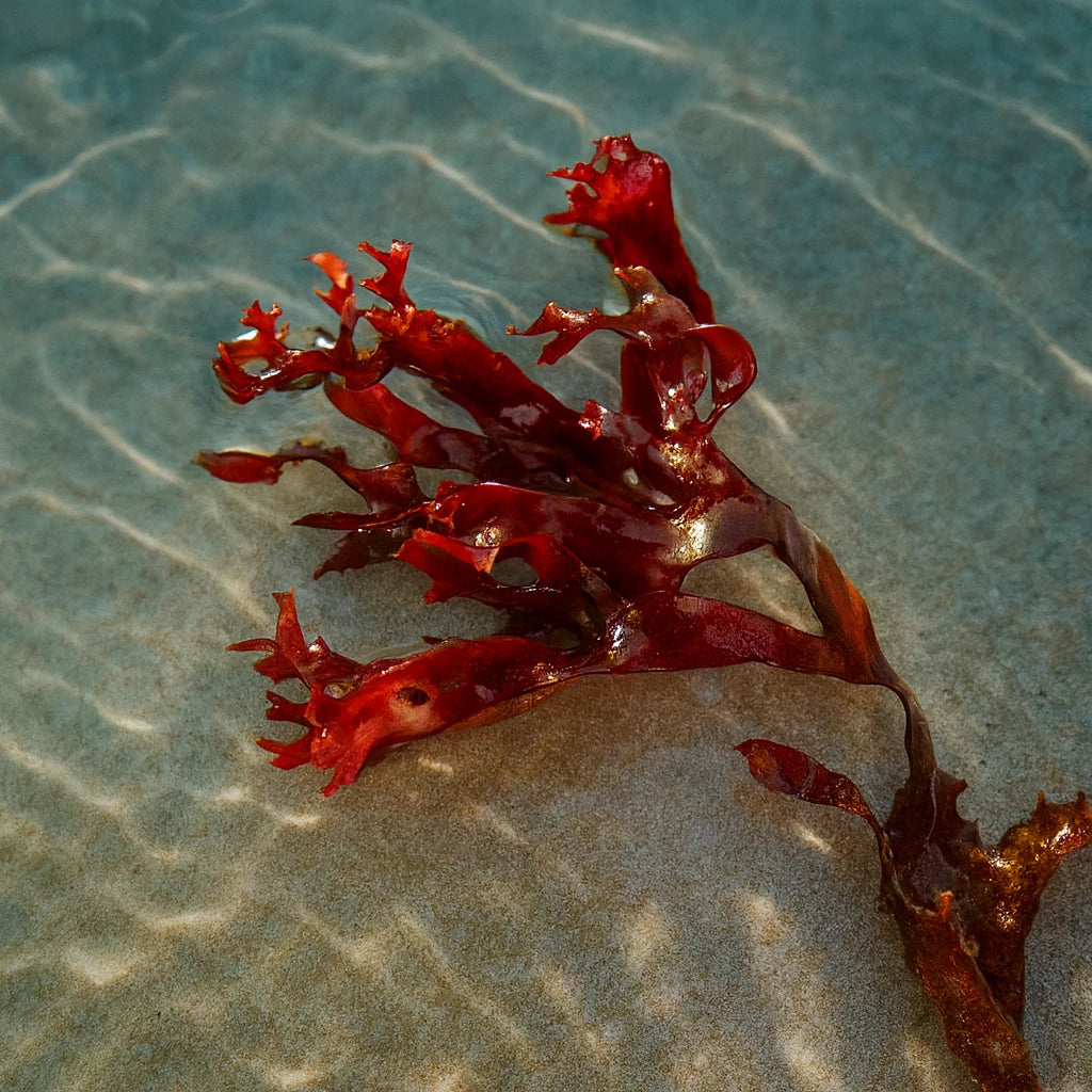 Dragon’s Tongue Macroalgae - Corals Anonymous