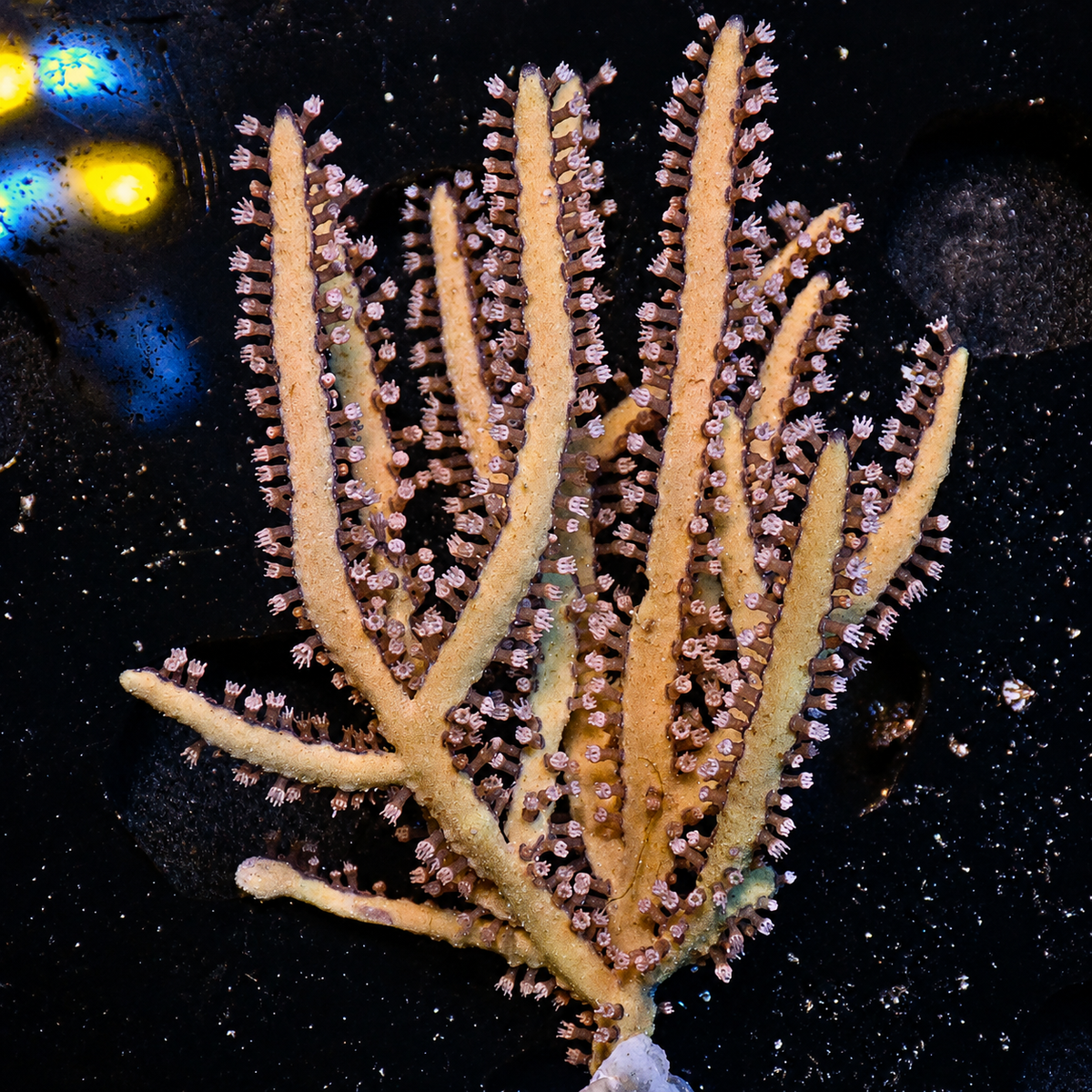 Gold Green Lace Gorgonian Tree Colony (2-3”) - Corals Anonymous
