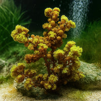 Venus Berry Macroalgae (Rare) - Corals Anonymous

