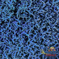 Blue Hypnea Macroalgae