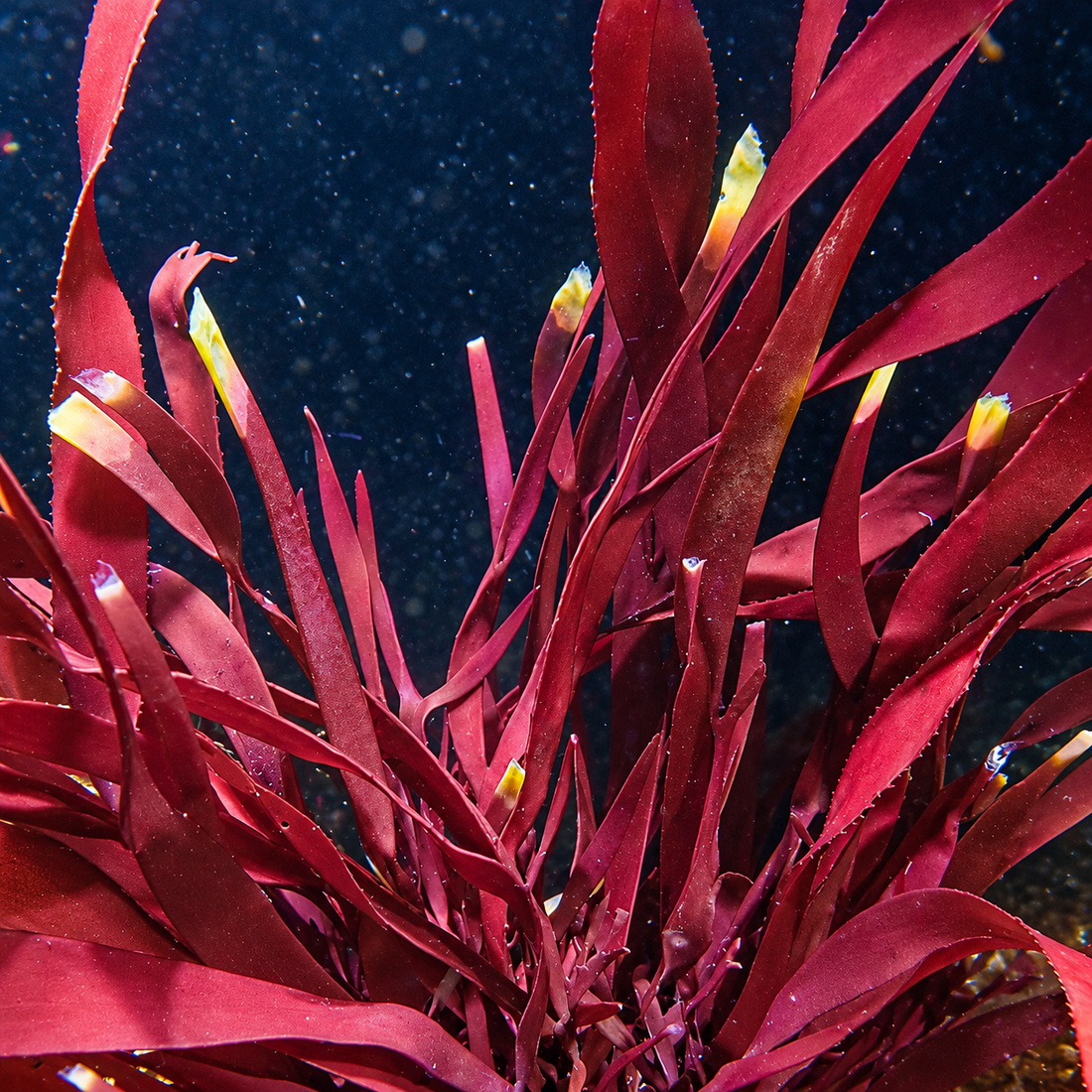 Goliath Red Macroalgae (5-8”, XL) - Corals Anonymous