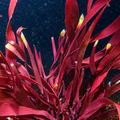 Goliath Red Macroalgae (5-8”, XL) - Corals Anonymous