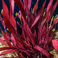 Goliath Red Macroalgae (5-8”, XL) - Corals Anonymous