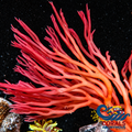 Dragon Tree Red Macroalgae
