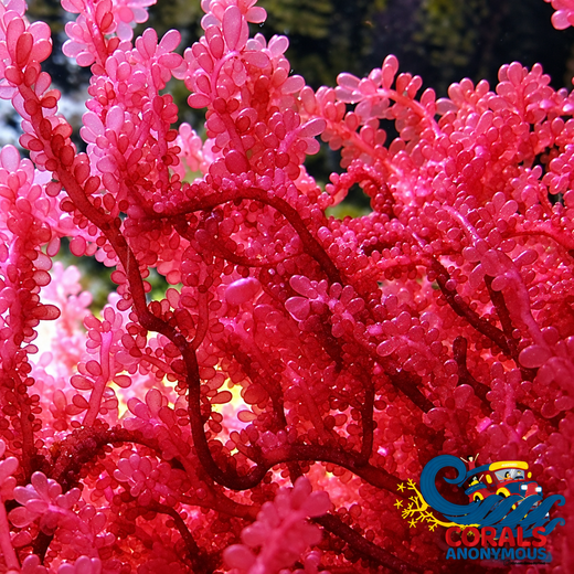 Red Grape Macroalgae