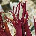 Red Budding Macroalgae - Corals Anonymous