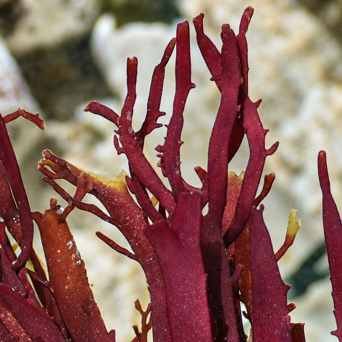 Red Budding Macroalgae - Corals Anonymous