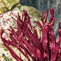 Red Budding Macroalgae - Corals Anonymous