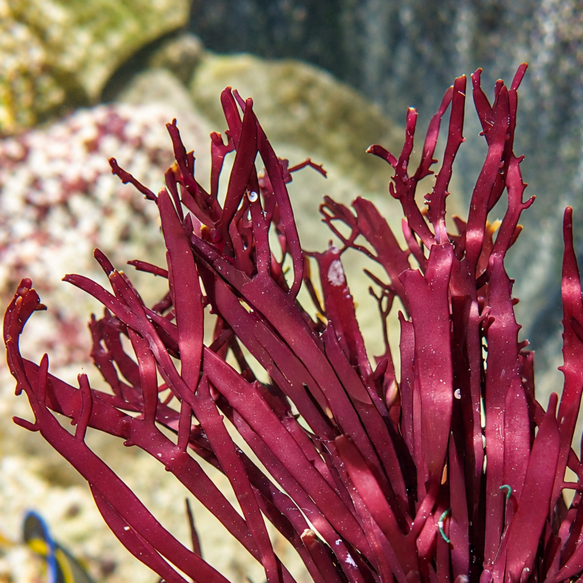 Red Budding Macroalgae - Corals Anonymous
