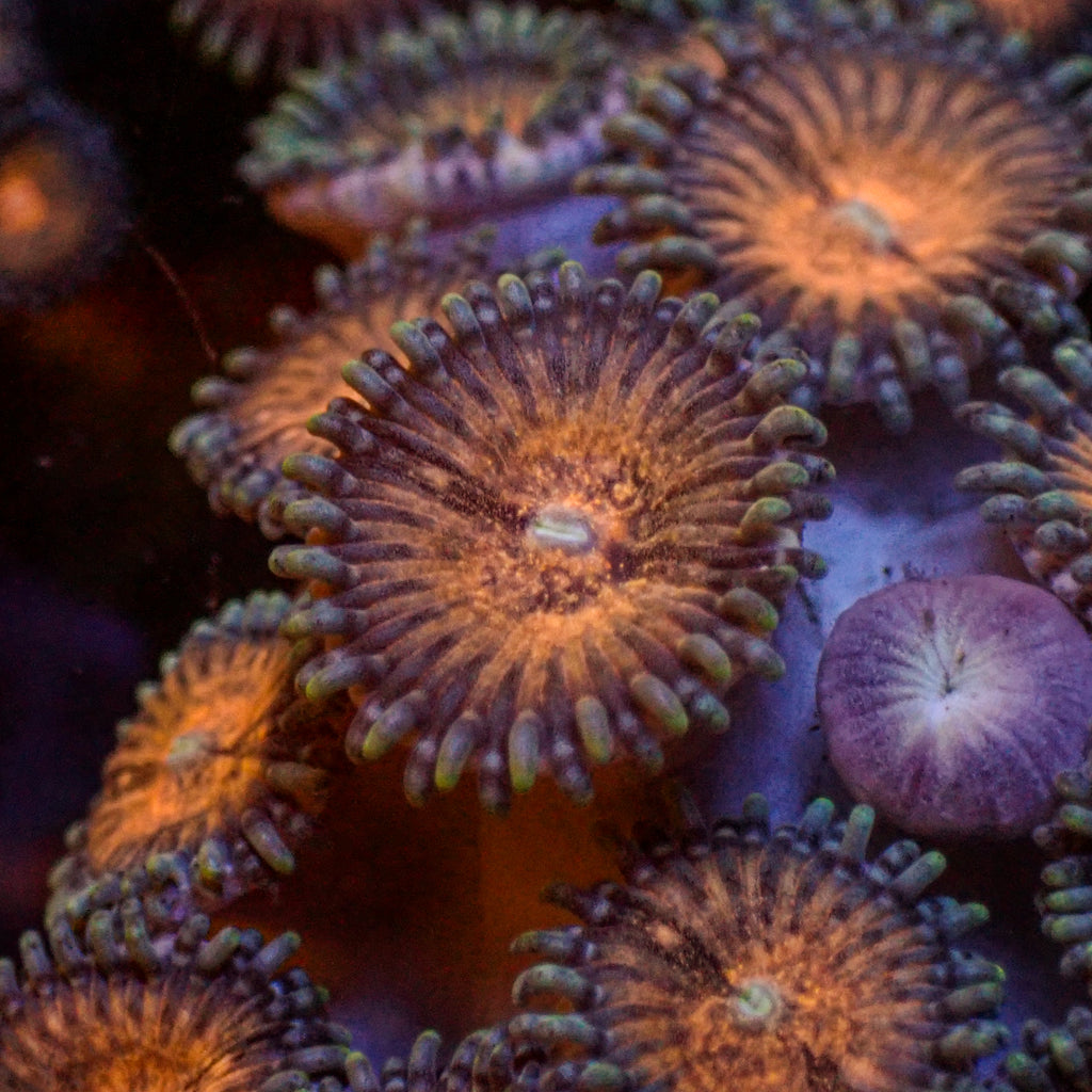 Chocolate Dip Zoa 10 to 15 Polyps Colony 1