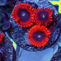 Cinder Zoa 2-3 Polyps 2
