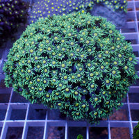 Citron Splash Goniopora 0.5-1” Frag
