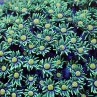 Citron Splash Goniopora 0.5-1” Frag 2