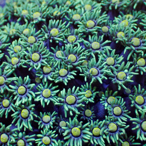 Citron Splash Goniopora 0.5-1” Frag 2