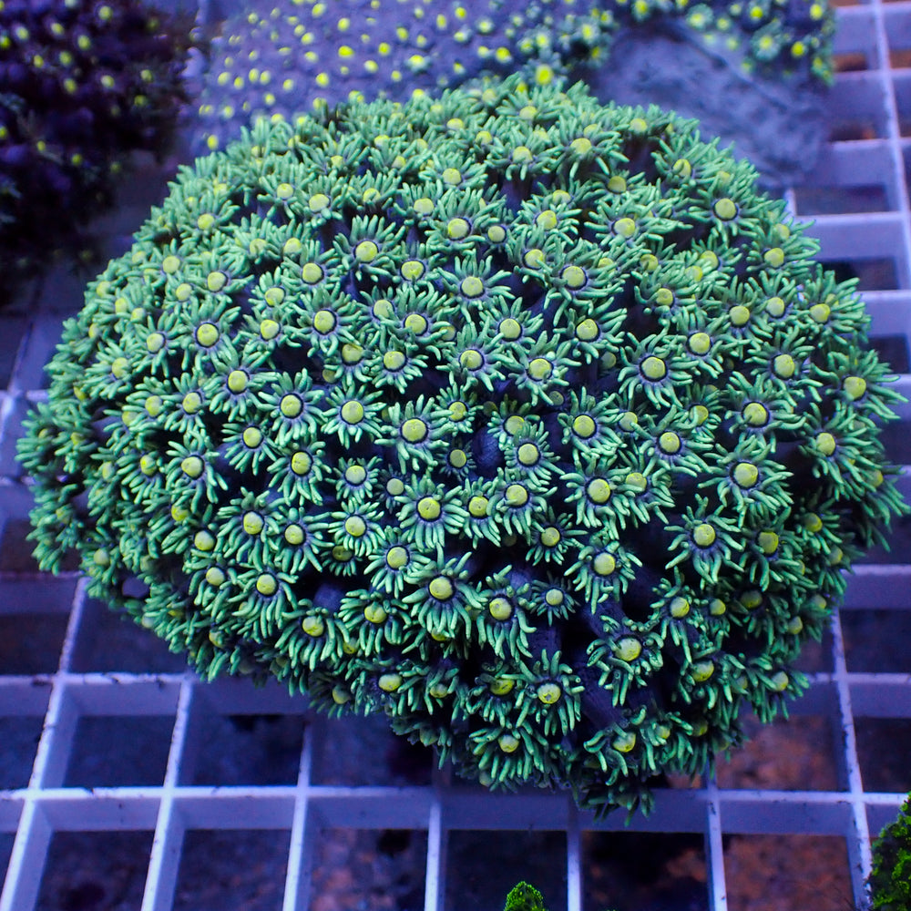 Citron Splash Goniopora 0.5-1” Frag