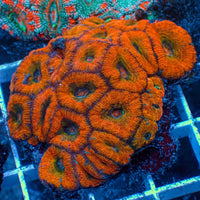 Citrus Sunrise Acans 2-3 Polyps
