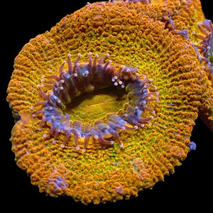 Citrus Sunrise Acans 2-3 Polyps 1