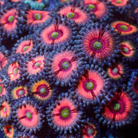 Colossal Pink Zoa 10-15 polyps colony