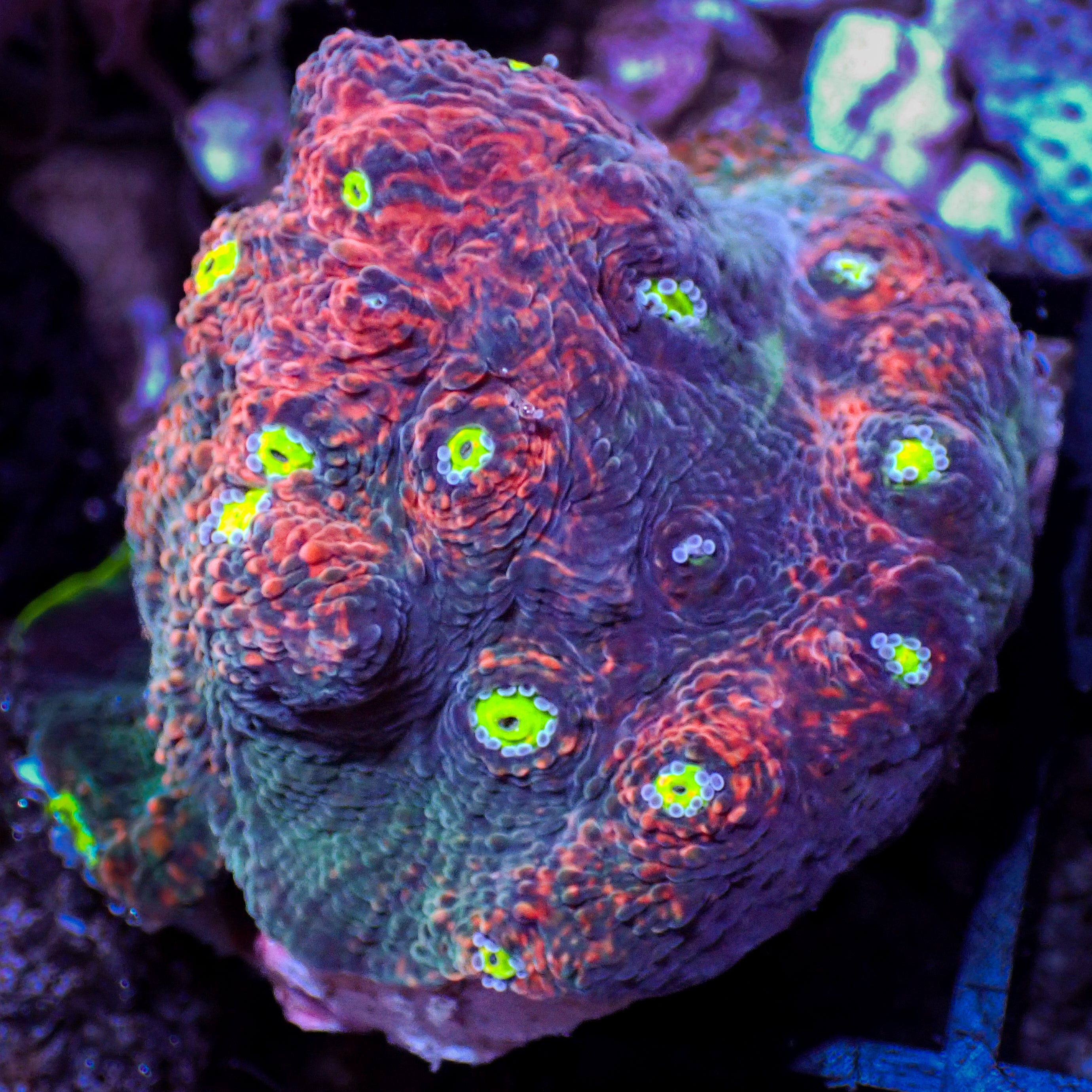 Cosmic Jump Rainbow Chalice (1