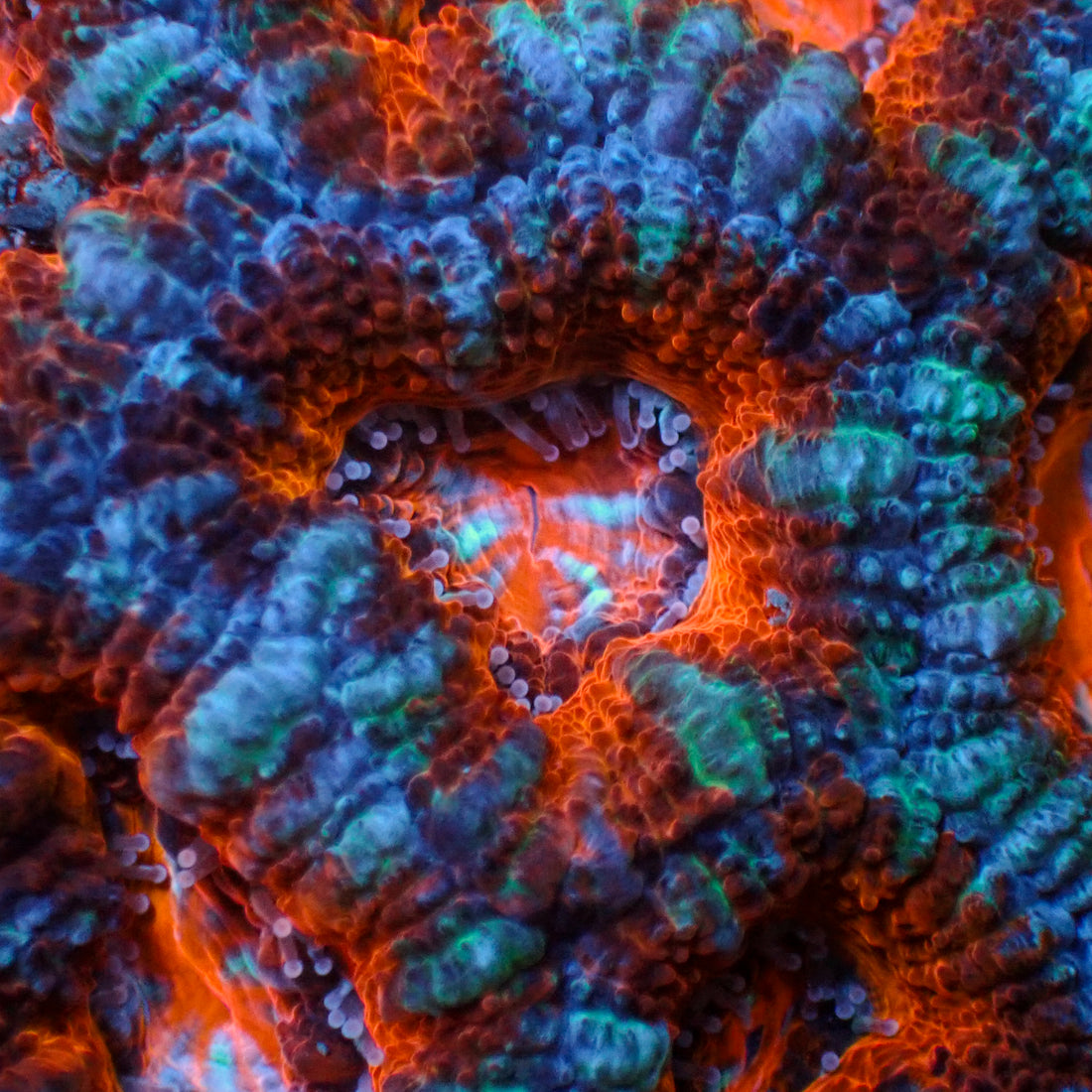 Cosmo War Acans 2-3 Polyps